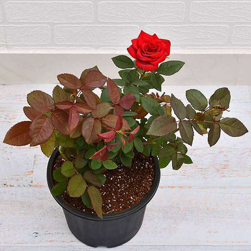 Cheap Red Rose Seedlings Flower Seeds Perennial Growing Bonsai Corms Tubers Potted Planting Reblooming Fragrant Garden Roots Rhizomes Species Blooms Plant Bulbs Gardening Tree