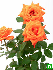Orange Rose Seedlings Flower Seeds Perennial Growing Bonsai Corms Tubers Potted Planting Reblooming Fragrant Garden Roots Rhizomes Species Blooms Plant Bulbs Gardening Tree