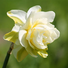 Obdam Double Daffodil Narcissus Bulbs Blooms Species Growing Bonsai Roots Rhizomes Corms Tubers Potted Planting Reblooming Fragrant Garden Flower Seeds Plant