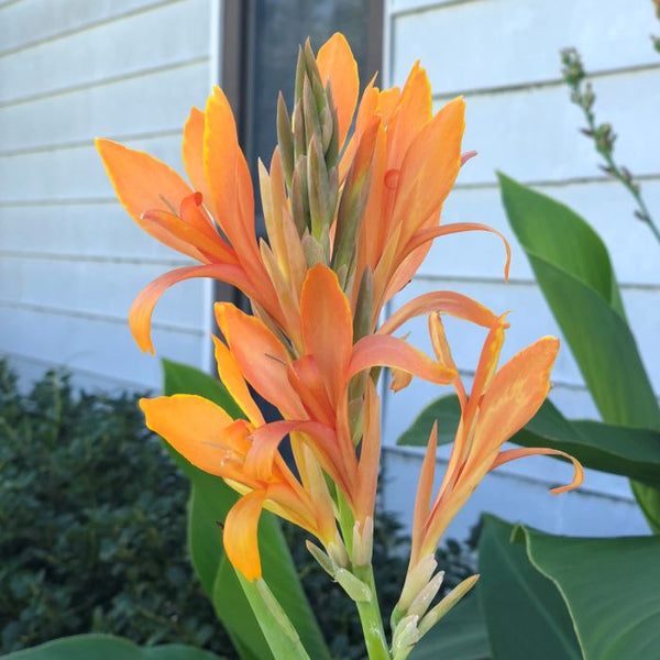 Omega Canna Bulbs Perennial Growing Bonsai Roots Rhizomes Corms Tubers Potted Planting Reblooming Fragrant Garden Species Blooms Flower Seeds Plant Gardening