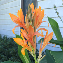 Omega Canna Bulbs Perennial Growing Bonsai Roots Rhizomes Corms Tubers Potted Planting Reblooming Fragrant Garden Species Blooms Flower Seeds Plant Gardening