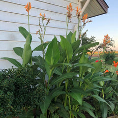 Omega Canna Bulbs Perennial Growing Bonsai Roots Rhizomes Corms Tubers Potted Planting Reblooming Fragrant Garden Species Blooms Flower Seeds Plant Gardening