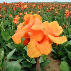 Orange Beauty Canna Bulbs Perennial Growing Bonsai Roots Rhizomes Corms Tubers Potted Planting Reblooming Fragrant Garden Species Blooms Flower Seeds Plant Gardening