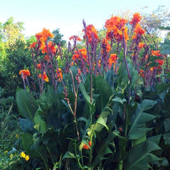 Orange Beauty Canna Bulbs Perennial Growing Bonsai Roots Rhizomes Corms Tubers Potted Planting Reblooming Fragrant Garden Species Blooms Flower Seeds Plant Gardening