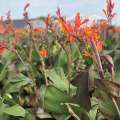 Orange Musifolia Canna Bulbs Perennial Growing Bonsai Roots Rhizomes Corms Tubers Potted Planting Reblooming Fragrant Garden Species Blooms Flower Seeds Plant Gardening