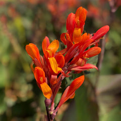 Orange Musifolia Canna Bulbs Perennial Growing Bonsai Roots Rhizomes Corms Tubers Potted Planting Reblooming Fragrant Garden Species Blooms Flower Seeds Plant Gardening