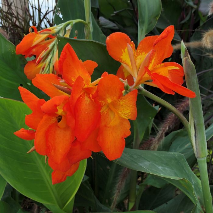 Orange Punch Canna Lily Bulbs Perennial Growing Bonsai Roots Rhizomes Corms Tubers Potted Planting Reblooming Fragrant Garden Species Blooms Flower Seeds Plant Gardening