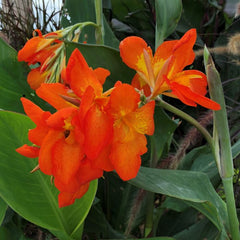 Orange Punch Canna Lily Bulbs Perennial Growing Bonsai Roots Rhizomes Corms Tubers Potted Planting Reblooming Fragrant Garden Species Blooms Flower Seeds Plant Gardening
