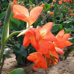 Orange Punch Canna Lily Bulbs Perennial Growing Bonsai Roots Rhizomes Corms Tubers Potted Planting Reblooming Fragrant Garden Species Blooms Flower Seeds Plant Gardening
