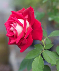English Rose Seedlings Flower Seeds Perennial Growing Bonsai Corms Tubers Potted Planting Reblooming Fragrant Garden Roots Rhizomes Species Blooms Plant Bulbs Gardening Tree - Seedsplant