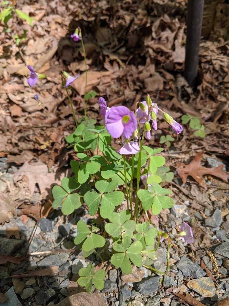 oxalis plant that shoots seeds Duckworth Oxalis Bulbs Wood Sorrel Shamrock Perennial Growing Bonsai Roots Rhizomes Corms Tubers Potted Planting Reblooming Fragrant Garden Species Blooms Flower Seeds Plant Gardening