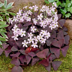 Purple  Shamrock Oxalis Bulbs Wood Sorrel Perennial Growing Bonsai Roots Rhizomes Corms Tubers Potted Planting Reblooming Fragrant Garden Species Blooms Flower Seeds Plant Gardening