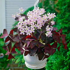 Purple  Shamrock Oxalis Bulbs Wood Sorrel Perennial Growing Bonsai Roots Rhizomes Corms Tubers Potted Planting Reblooming Fragrant Garden Species Blooms Flower Seeds Plant Gardening