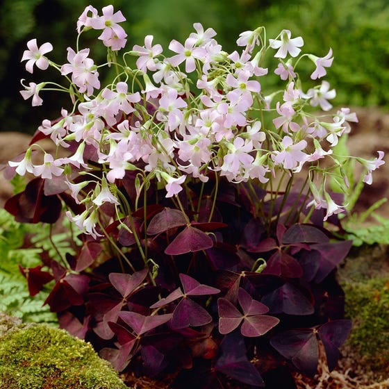 Purple  Shamrock Oxalis Bulbs Wood Sorrel Perennial Growing Bonsai Roots Rhizomes Corms Tubers Potted Planting Reblooming Fragrant Garden Species Blooms Flower Seeds Plant Gardening
