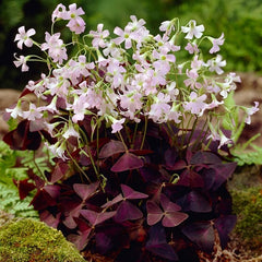 Purple  Shamrock Oxalis Bulbs Wood Sorrel Perennial Growing Bonsai Roots Rhizomes Corms Tubers Potted Planting Reblooming Fragrant Garden Species Blooms Flower Seeds Plant Gardening