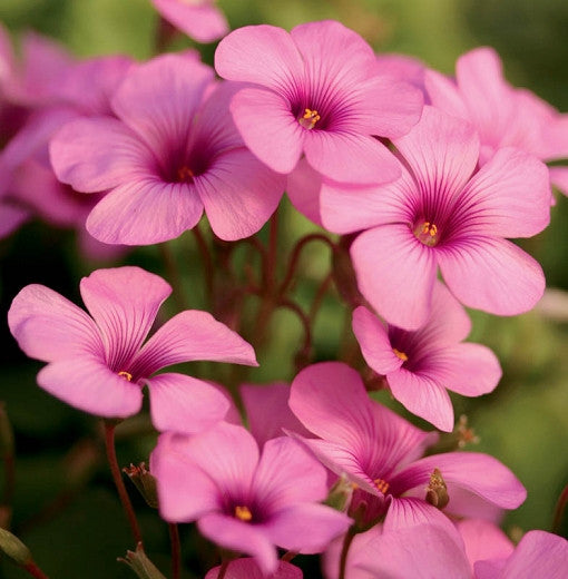 Cottage Pink Oxalis Bulbs Wood Sorrel Shamrock Perennial Growing Bonsai Roots Rhizomes Corms Tubers Potted Planting Reblooming Fragrant Garden Species Blooms Flower Seeds Plant Gardening