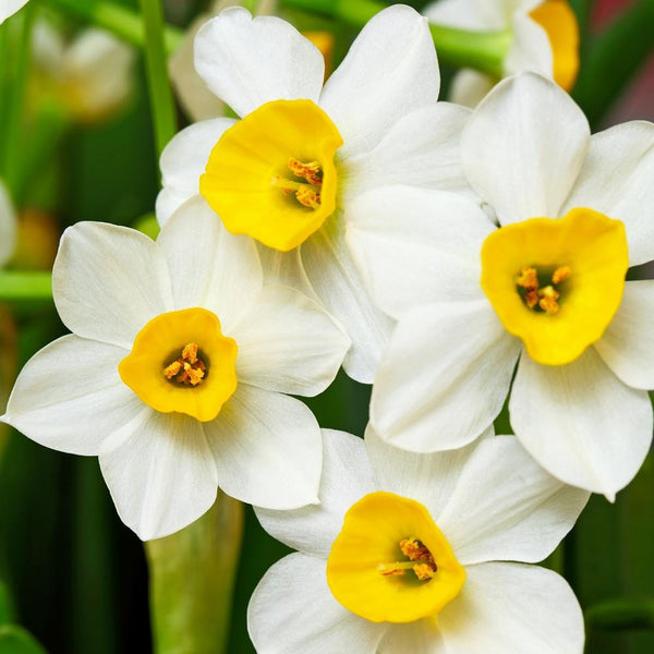 Paperwhite Wintersun Daffodil Narcissus Bulbs Blooms Species Growing Bonsai Roots Rhizomes Corms Tubers Potted Planting Reblooming Fragrant Garden Flower Seeds Plant