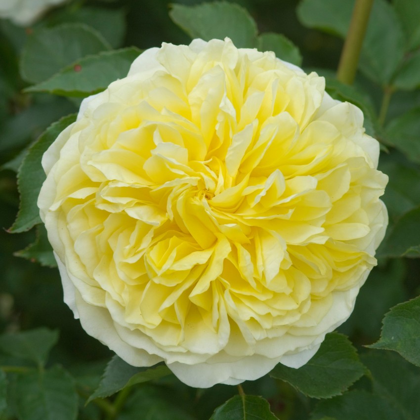 Pilgrim Rose Seedlings Flower Seeds Perennial Growing Bonsai Corms Tubers Potted Planting Reblooming Fragrant Garden Roots Rhizomes Species Blooms Plant Bulbs Gardening Tree - Seedsplant