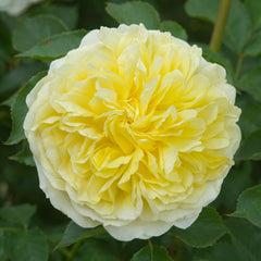 Pilgrim Rose Seedlings Flower Seeds Perennial Growing Bonsai Corms Tubers Potted Planting Reblooming Fragrant Garden Roots Rhizomes Species Blooms Plant Bulbs Gardening Tree - Seedsplant