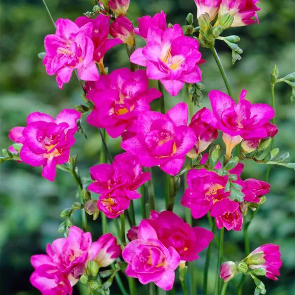 Pink Freesia Bulbs Growing Bonsai Roots Rhizomes Corms Tubers Potted Planting Reblooming Fragrant Garden Species Blooms Flower Seeds Plant Gardening