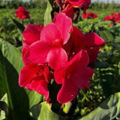 Pink Magic Canna Bulbs Perennial Growing Bonsai Roots Rhizomes Corms Tubers Potted Planting Reblooming Fragrant Garden Species Blooms Flower Seeds Plant Gardening
