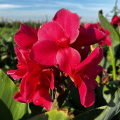 Pink Magic Canna Bulbs Perennial Growing Bonsai Roots Rhizomes Corms Tubers Potted Planting Reblooming Fragrant Garden Species Blooms Flower Seeds Plant Gardening