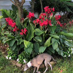 Pink Magic Canna Bulbs Perennial Growing Bonsai Roots Rhizomes Corms Tubers Potted Planting Reblooming Fragrant Garden Species Blooms Flower Seeds Plant Gardening