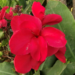 Pink Magic Canna Bulbs Perennial Growing Bonsai Roots Rhizomes Corms Tubers Potted Planting Reblooming Fragrant Garden Species Blooms Flower Seeds Plant Gardening
