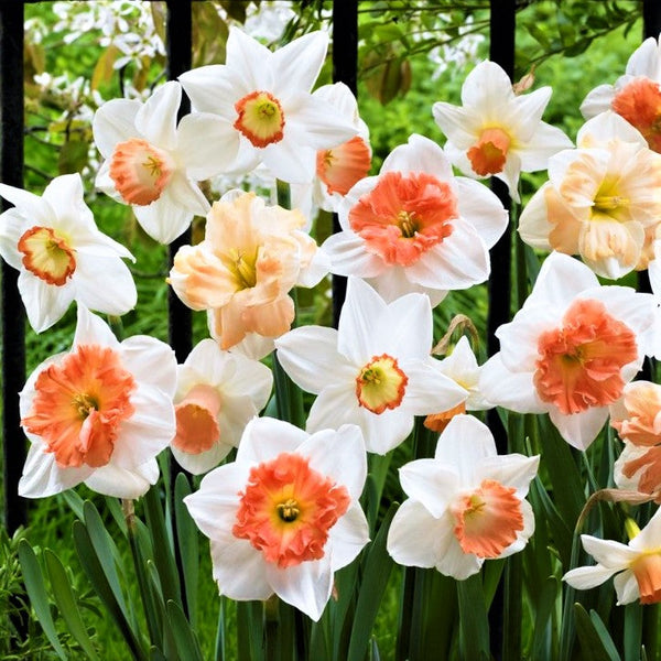 Narcissus Daffodil Pretty in Pink Mix Bulbs Blooms Species Growing Bonsai Roots Rhizomes Corms Tubers Potted Planting Reblooming Fragrant Garden Flower Seeds Plant
