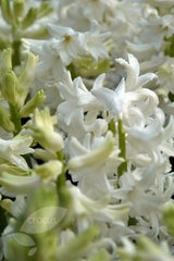 Hyacinthus Orientalis Carnegie Bulbs Blooms Species Growing Bonsai Roots Rhizomes Corms Tubers Potted Planting Reblooming Fragrant Garden Flower Seeds Plant Gardening