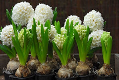 Hyacinthus Orientalis Carnegie Bulbs Blooms Species Growing Bonsai Roots Rhizomes Corms Tubers Potted Planting Reblooming Fragrant Garden Flower Seeds Plant Gardening