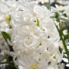Hyacinthus Orientalis Carnegie Bulbs Blooms Species Growing Bonsai Roots Rhizomes Corms Tubers Potted Planting Reblooming Fragrant Garden Flower Seeds Plant Gardening