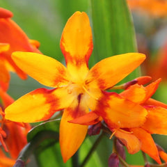 Emily Mckenzie Freesia Bulbs Growing Bonsai Roots Rhizomes Corms Tubers Potted Planting Reblooming Fragrant Garden Species Blooms Flower Seeds Plant Gardening