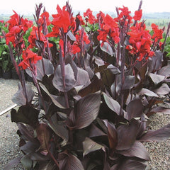 Black Canna Bulbs Perennial Growing Bonsai Roots Rhizomes Corms Tubers Potted Planting Reblooming Fragrant Garden Species Blooms Flower Seeds Plant Gardening - Seedsplant