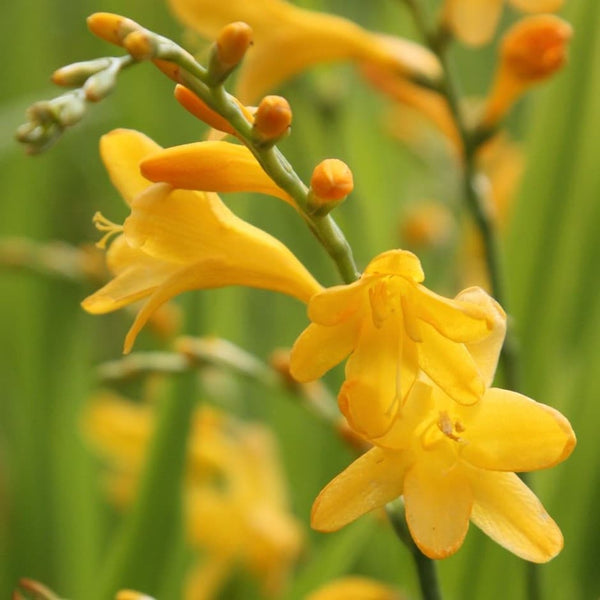 George Davison Freesia Bulbs Growing Bonsai Roots Rhizomes Corms Tubers Potted Planting Reblooming Fragrant Garden Species Blooms Flower Seeds Plant Gardening