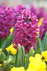 Hyacinthus Orientalis Woodstock Bulbs Blooms Species Growing Bonsai Roots Rhizomes Corms Tubers Potted Planting Reblooming Fragrant Garden Flower Seeds Plant Gardening
