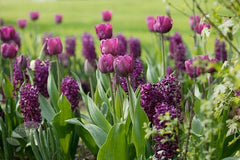 Hyacinthus Orientalis Woodstock Bulbs Blooms Species Growing Bonsai Roots Rhizomes Corms Tubers Potted Planting Reblooming Fragrant Garden Flower Seeds Plant Gardening