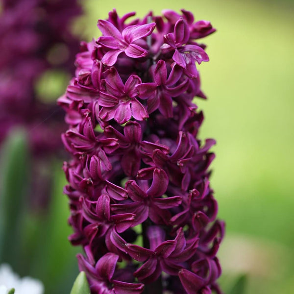 Hyacinthus Orientalis Woodstock Bulbs Blooms Species Growing Bonsai Roots Rhizomes Corms Tubers Potted Planting Reblooming Fragrant Garden Flower Seeds Plant Gardening