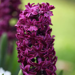 Hyacinthus Orientalis Woodstock Bulbs Blooms Species Growing Bonsai Roots Rhizomes Corms Tubers Potted Planting Reblooming Fragrant Garden Flower Seeds Plant Gardening