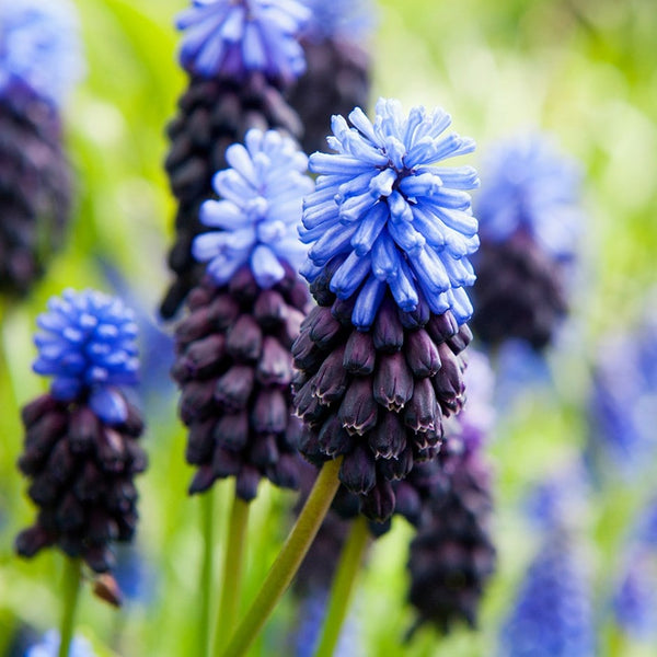 Muscari Latifolium Grape Hyacinth Bulbs Blooms Species Growing Bonsai Roots Rhizomes Corms Tubers Potted Planting Reblooming Fragrant Garden Flower Seeds Plant Gardening