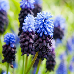 Muscari Latifolium Grape Hyacinth Bulbs Blooms Species Growing Bonsai Roots Rhizomes Corms Tubers Potted Planting Reblooming Fragrant Garden Flower Seeds Plant Gardening