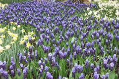 Grape Hyacinth Mixture Bulbs Blooms Species Growing Bonsai Roots Rhizomes Corms Tubers Potted Planting Reblooming Fragrant Garden Flower Seeds Plant Gardening