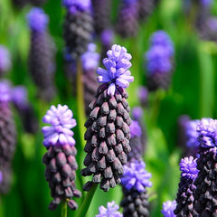 Grape Hyacinth Mixture Bulbs Blooms Species Growing Bonsai Roots Rhizomes Corms Tubers Potted Planting Reblooming Fragrant Garden Flower Seeds Plant Gardening