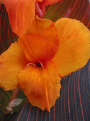 Phasion Canna Bulbs Perennial Growing Bonsai Roots Rhizomes Corms Tubers Potted Planting Reblooming Fragrant Garden Species Blooms Flower Seeds Plant Gardening - Seedsplant