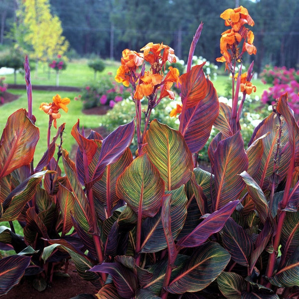 Phasion Canna Bulbs Perennial Growing Bonsai Roots Rhizomes Corms Tubers Potted Planting Reblooming Fragrant Garden Species Blooms Flower Seeds Plant Gardening