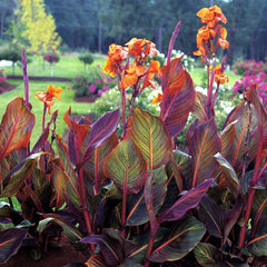 Phasion Canna Bulbs Perennial Growing Bonsai Roots Rhizomes Corms Tubers Potted Planting Reblooming Fragrant Garden Species Blooms Flower Seeds Plant Gardening - Seedsplant