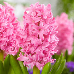 Hyacinthus Orientalis Pink Pearl Hyacinth Bulbs Blooms Species Growing Bonsai Roots Rhizomes Corms Tubers Potted Planting Reblooming Fragrant Garden Flower Seeds Plant Gardening
