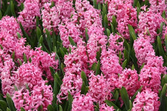 Hyacinthus orientalis Pink Pearl Bulbs Blooms Species Growing Bonsai Roots Rhizomes Corms Tubers Potted Planting Reblooming Fragrant Garden Flower Seeds Plant Gardening