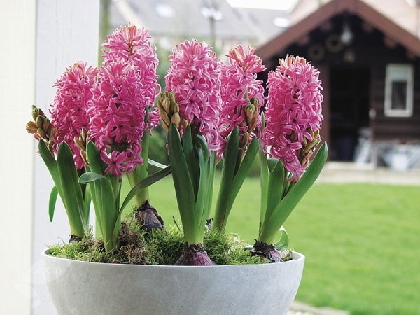Hyacinthus orientalis Pink Pearl Bulbs Blooms Species Growing Bonsai Roots Rhizomes Corms Tubers Potted Planting Reblooming Fragrant Garden Flower Seeds Plant Gardening