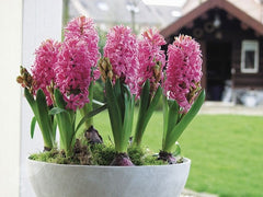 Hyacinthus orientalis Pink Pearl Bulbs Blooms Species Growing Bonsai Roots Rhizomes Corms Tubers Potted Planting Reblooming Fragrant Garden Flower Seeds Plant Gardening